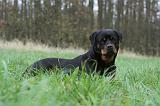 ROTTWEILER 474